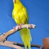 Yellow Kakariki Diamond Painting