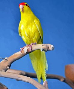 Yellow Kakariki Diamond Painting