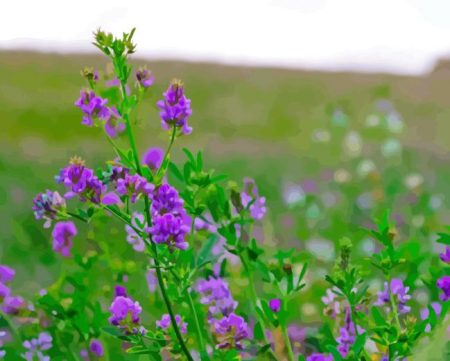 Alfalfa Diamond Painting