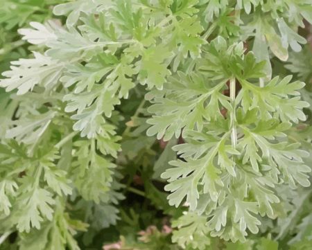 Artemisia Diamond Painting