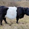 Belted Galloway Diamond Painting