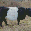 Belted Galloway Diamond Painting