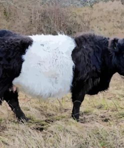 Belted Galloway Diamond Painting