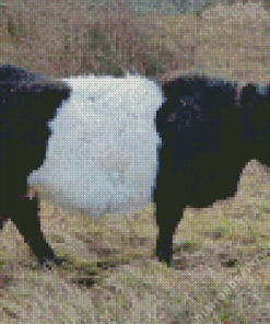 Belted Galloway Diamond Painting