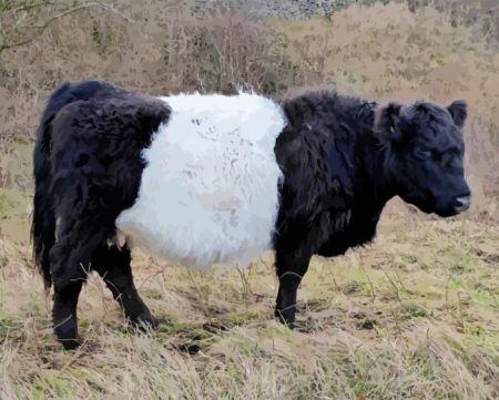 Belted Galloway Diamond Painting