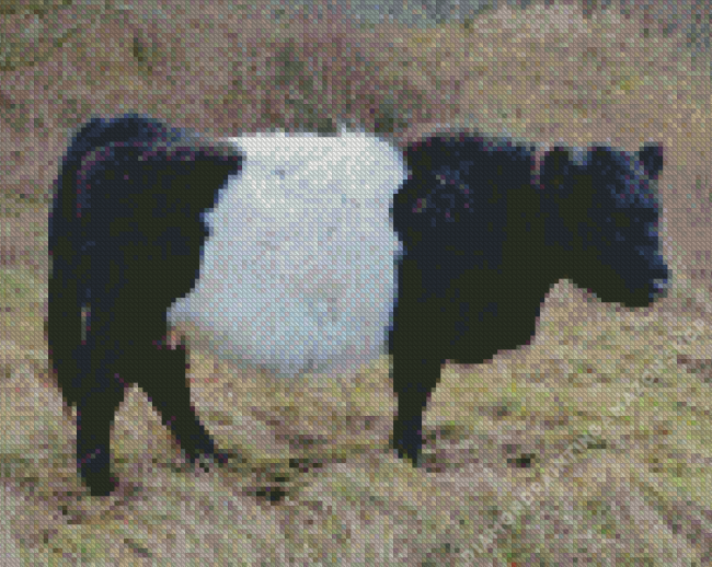 Belted Galloway Diamond Painting