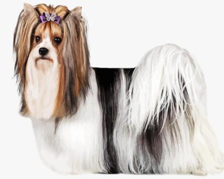 Biewer Terrier Diamond Painting