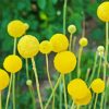 Billy Buttons Diamond Painting