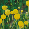 Billy Buttons Diamond Painting