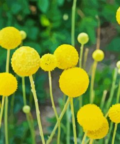 Billy Buttons Diamond Painting