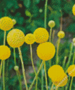 Billy Buttons Diamond Painting