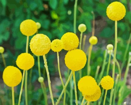 Billy Buttons Diamond Painting