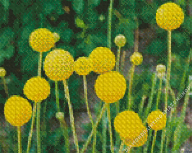 Billy Buttons Diamond Painting