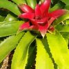 Bromeliaceae Flower Diamond Painting