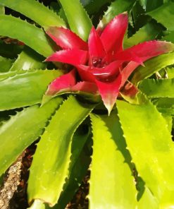 Bromeliaceae Flower Diamond Painting