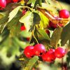 Hawthorn Diamond Painting