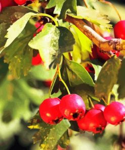 Hawthorn Diamond Painting