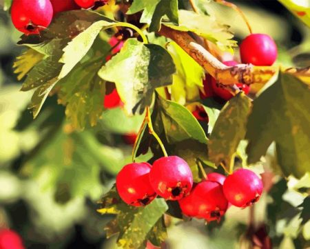Hawthorn Diamond Painting