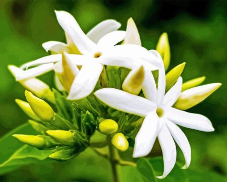 White Jasminum Sambac Diamond Painting