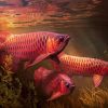 Red Asian Arowana Diamond Painting