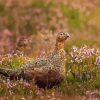 Red Grouse Bird Diamond Painting