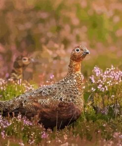 Red Grouse Bird Diamond Painting