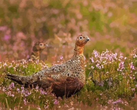 Red Grouse Bird Diamond Painting
