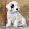 Sealyham Terrier Puppy Diamond Painting