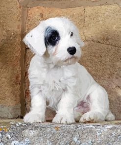 Sealyham Terrier Puppy Diamond Painting