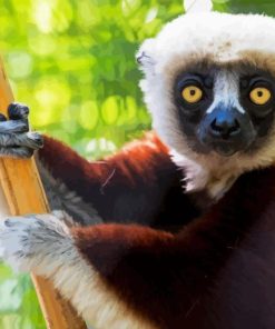 Sifaka On Tree Diamond Painting