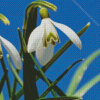 Snowdrops Flower Diamond Painting