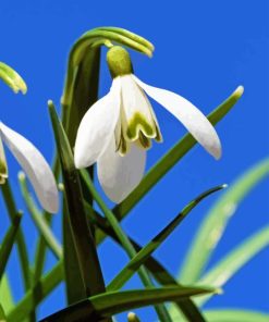 Snowdrops Flower Diamond Painting