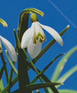 Snowdrops Flower Diamond Painting