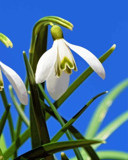 Snowdrops Flower Diamond Painting