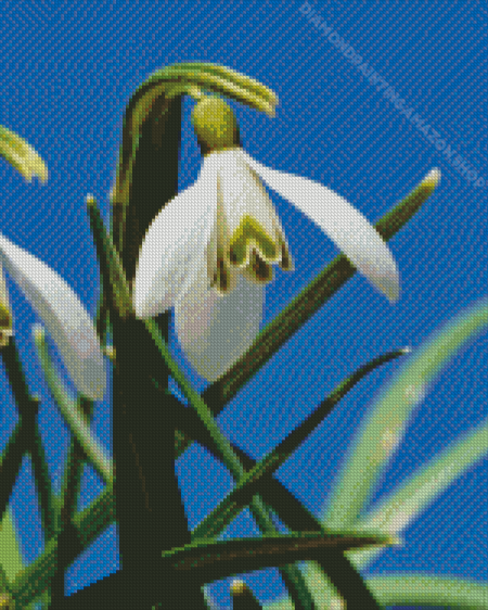 Snowdrops Flower Diamond Painting