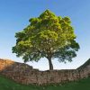 Sycamore Gap Diamond Painting