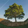 Sycamore Gap Diamond Painting