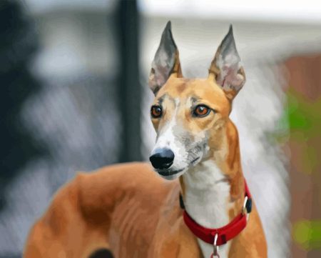 Vinthund Diamond Painting