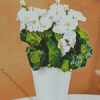 White Begonias Vase Diamond Painting