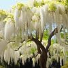 White Wisteria tree Diamond Painting