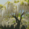 White Wisteria tree Diamond Painting