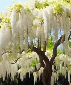 White Wisteria tree Diamond Painting