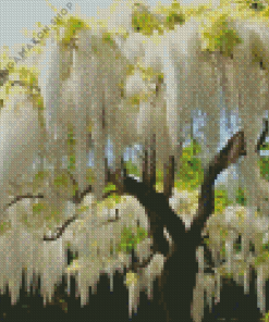 White Wisteria tree Diamond Painting