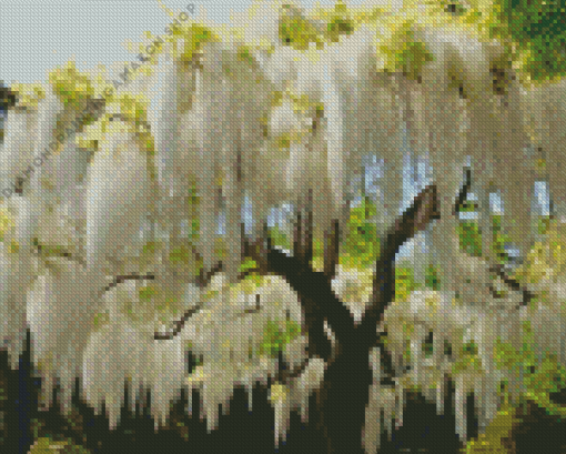 White Wisteria tree Diamond Painting