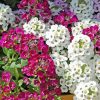 Alyssum Diamond Painting