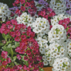 Alyssum Diamond Painting