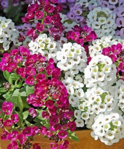 Alyssum Diamond Painting