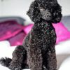 Black Poodles Diamond Painting