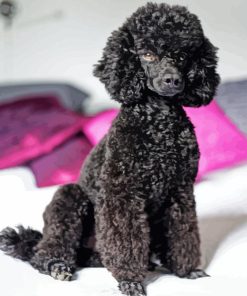 Black Poodles Diamond Painting