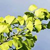 Ginkgo Tree Diamond Painting